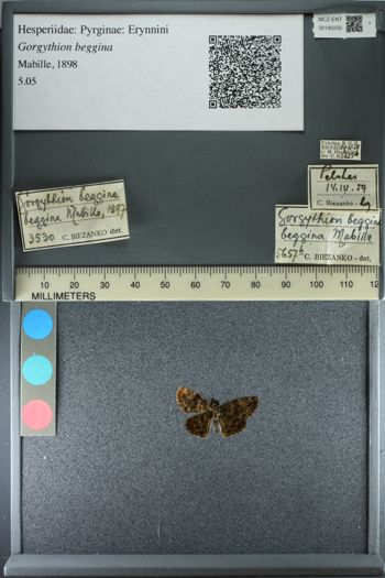Media type: image;   Entomology 190200
